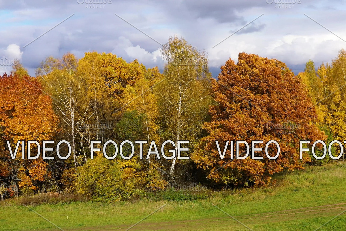 Autumn forest. Trees with yellow in Graphics - product preview 8