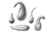 Hand-drawn Gourds Isolated on White
