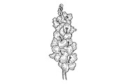 Gladiolus sword lily flower sketch