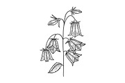 Campanula bell flower sketch vector