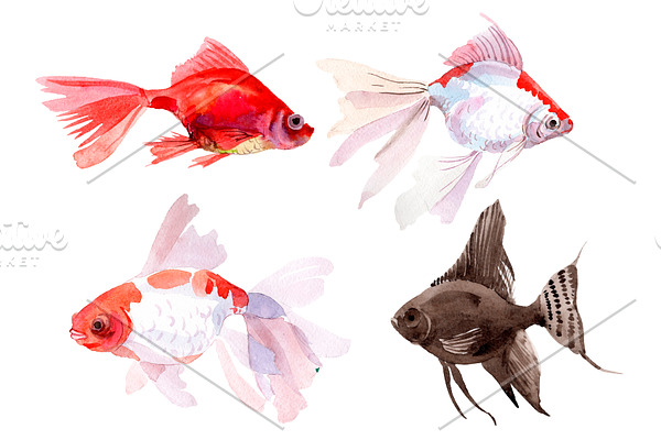 Fish illustration Goldfish Koi fish