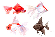 Fish illustration Goldfish Koi fish