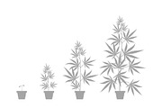 The Growth Cycle of Cannabis sativa