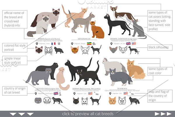 Domestic cat breeds and hybrids