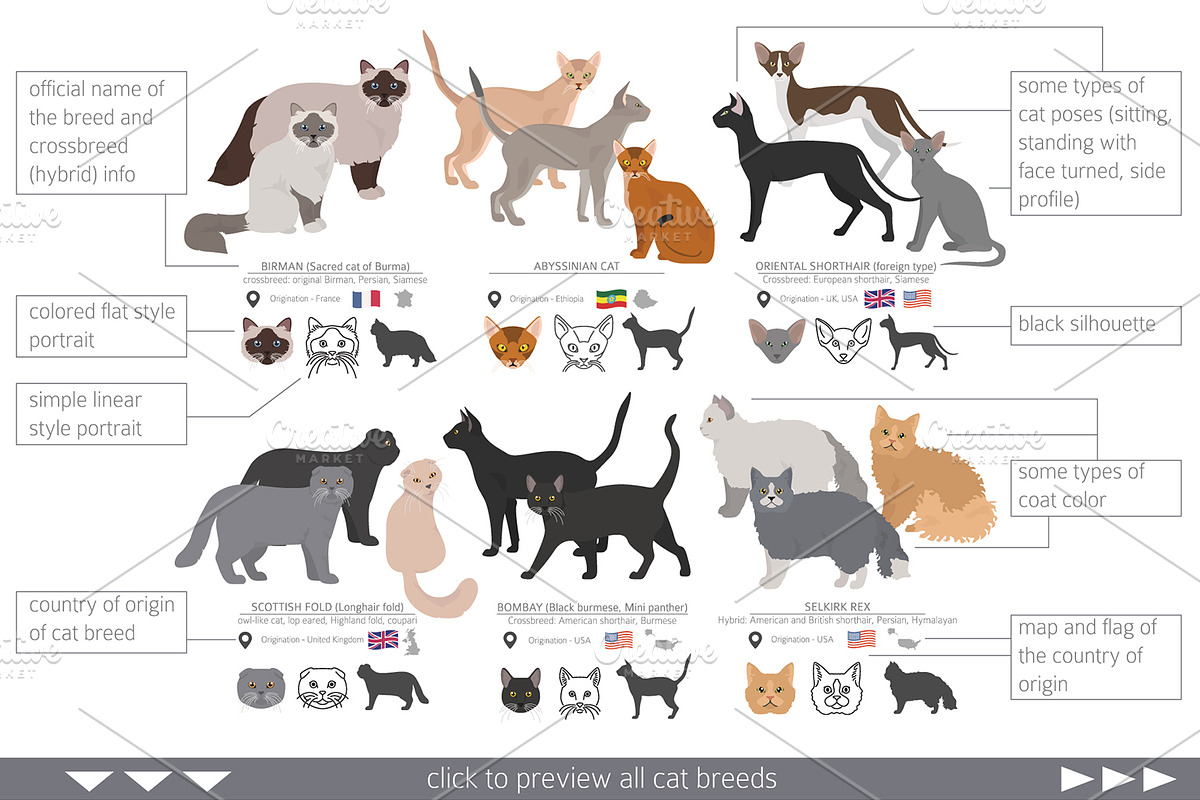 Domestic cat breeds and hybrids in Illustrations - product preview 8
