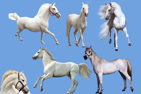 55 Realistic horses overlays PNG
