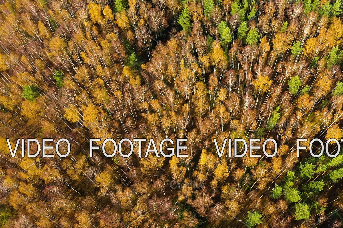 Autumn forest with colorful foliage in Graphics - product preview 8