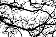 Intricate Tree Branches Isolated Gra