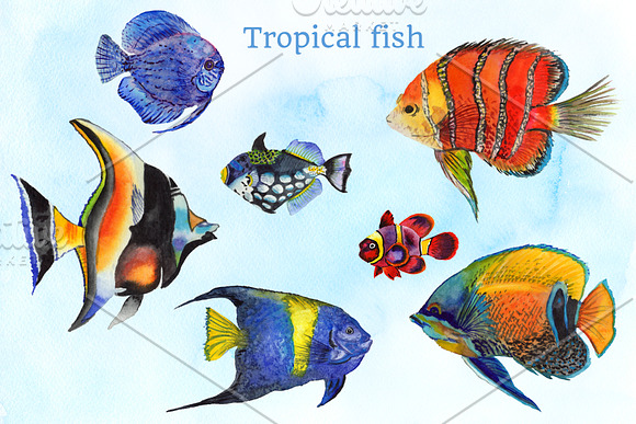 Fish illustration watercolor clipart in Illustrations - product preview 2