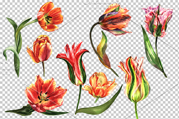 Tulip red PNG watercolor flower set in Illustrations - product preview 1