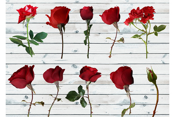 Real red rose floral clipart PNG in Objects - product preview 4