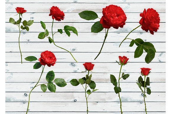 Real red rose floral clipart PNG in Objects - product preview 6