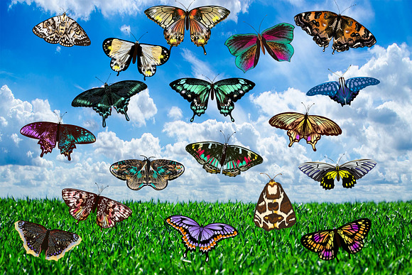 150 Butterflies Photo Overlays in Objects - product preview 4