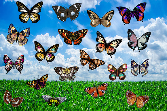 150 Butterflies Photo Overlays in Objects - product preview 6