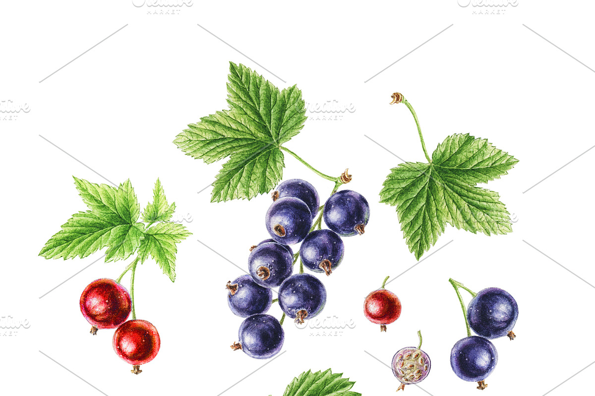 Watercolour Blackcurrant in Illustrations - product preview 8