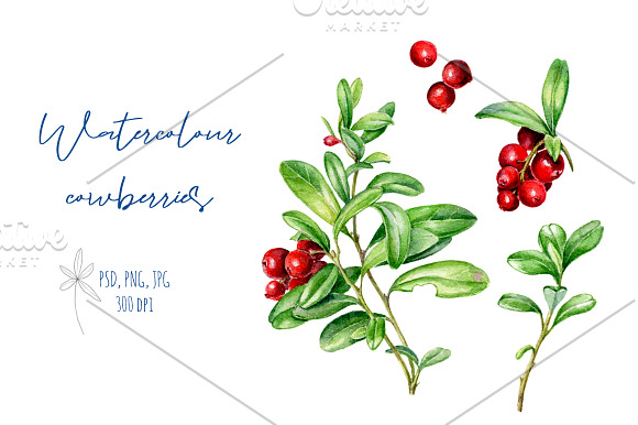 Watercolour cowberries in Illustrations - product preview 1