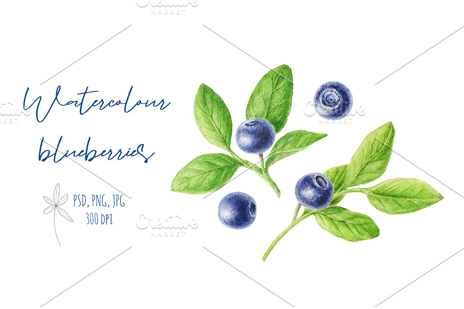 Watercolor blueberries in Illustrations - product preview 8