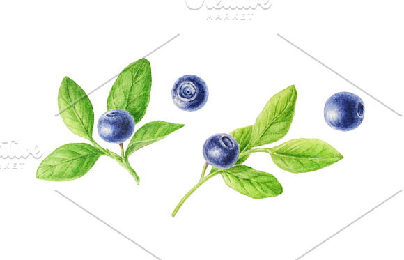 Watercolor blueberries in Illustrations - product preview 1