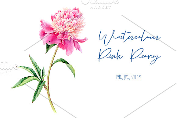Watercolour Pink Peony in Illustrations - product preview 2