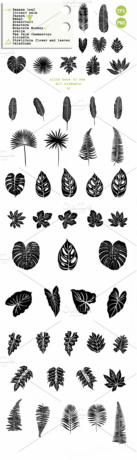 Tropical leaves in Illustrations - product preview 4