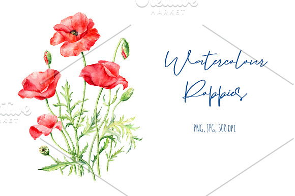 Watercolor Poppies in Illustrations - product preview 1