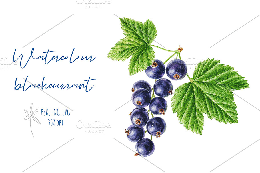 Watercolor Blackcurrant in Illustrations - product preview 8