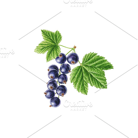 Watercolor Blackcurrant in Illustrations - product preview 1