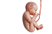 Embryo human fetus unborn baby cute
