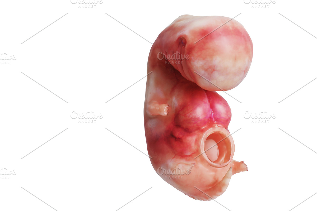 Human embryo fetus unborn in Objects - product preview 8