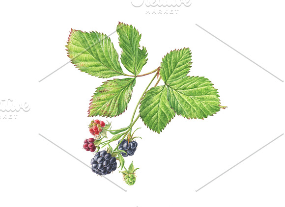 Watercolour Blackberry in Illustrations - product preview 1