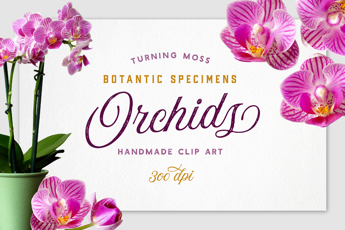 Realistic Orchid Flowers - Isolated in Objects - product preview 8