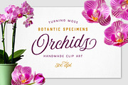 Realistic Orchid Flowers - Isolated