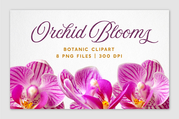 Realistic Orchid Flowers - Isolated in Objects - product preview 1