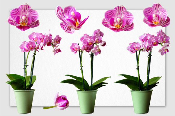 Realistic Orchid Flowers - Isolated in Objects - product preview 2