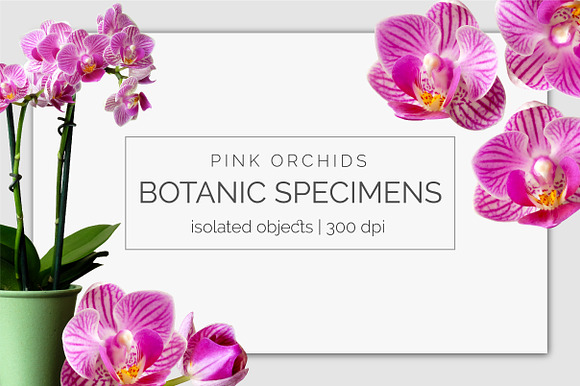 Realistic Orchid Flowers - Isolated in Objects - product preview 5