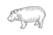 Hippopotamus animal sketch vector