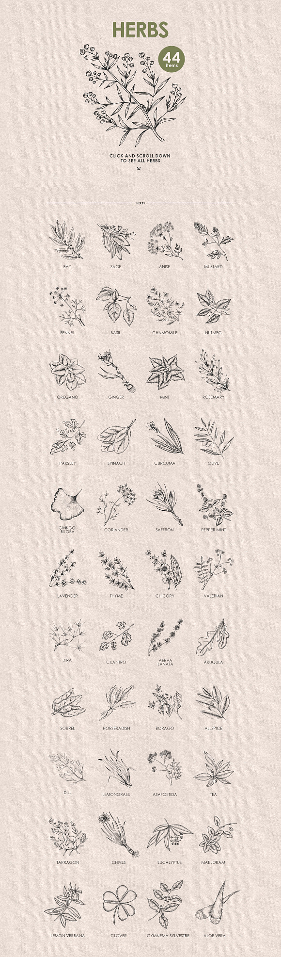 Herbs, Spices, Nuts. Hand drawn set. in Illustrations - product preview 1