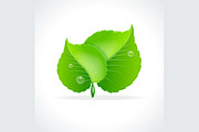 Glossy Green Detailed Leaves. Vector