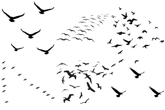 Flock of Birds Overlay AI EPS PNG in Illustrations - product preview 2