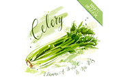 Fresh raw celery, organic food