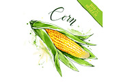 Fresh raw corn, organic food