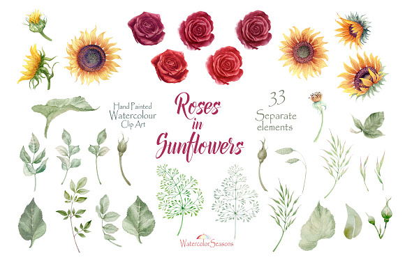 Roses in Sunflowers Collection in Illustrations - product preview 6