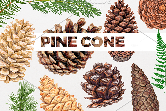 Pine cones and branches in Illustrations - product preview 2