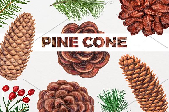 Pine cones and branches in Illustrations - product preview 3