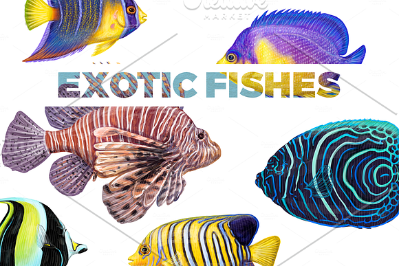 Tropical exotic fishes in Illustrations - product preview 11
