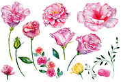 Roses flowers pink PNG watercolor