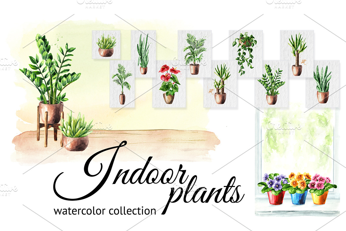 Indoor plants. Watercolor collection in Illustrations - product preview 8