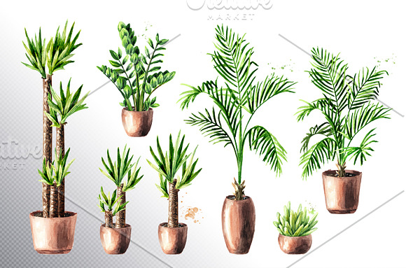 Indoor plants. Watercolor collection in Illustrations - product preview 1