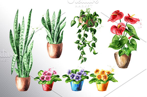 Indoor plants. Watercolor collection in Illustrations - product preview 2