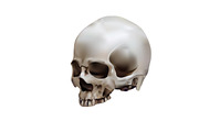 Human skull in white background